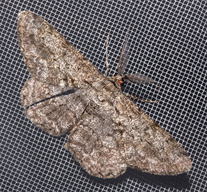 Hypomecis roboraria - nagy tölgyfaaraszoló
