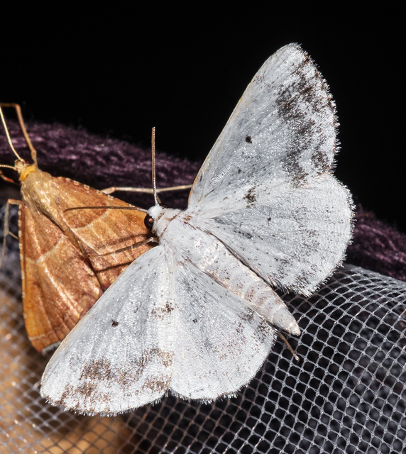 Lomographa temerata - foltos fehéraraszoló