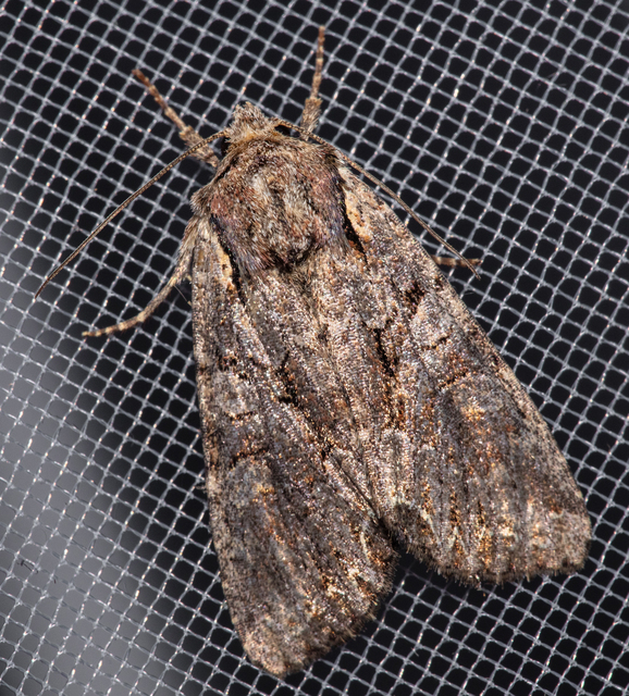 Lacanobia thalassina - borbolya-kertibagoly