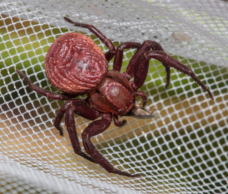 Xysticus