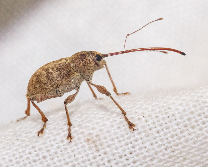 Curculio elephas - gesztenyezsuzsóka