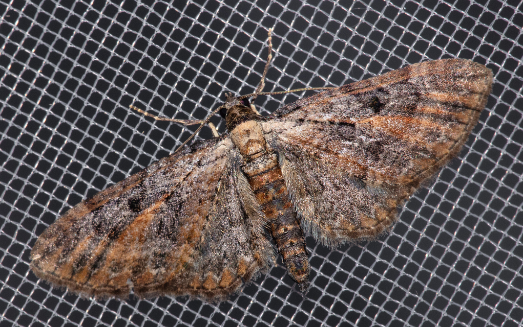 Eupithecia icterata - rozsdafoltos törpearaszoló