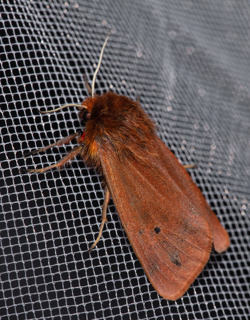 Phragmatobia fuliginosa - füstös medvelepke