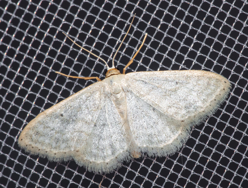 Idaea subsericeata - ötvonalas apróaraszoló