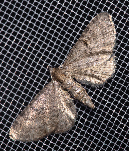 Eupithecia selinata - lápi törpearaszoló