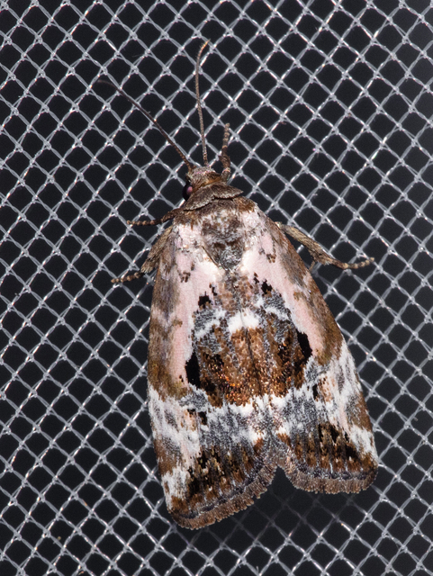 Hapalotis venustula - rózsaszínű mázasbagoly