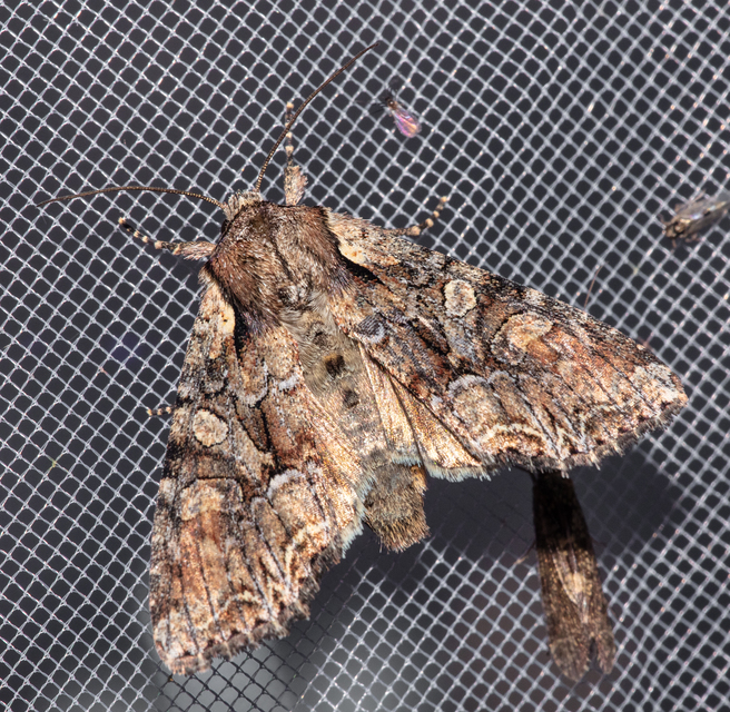 Lacanobia thalassina - borbolya-kertibagoly