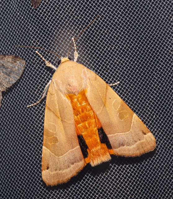 Noctua fimbriata - szélessávú sárgafűbagoly