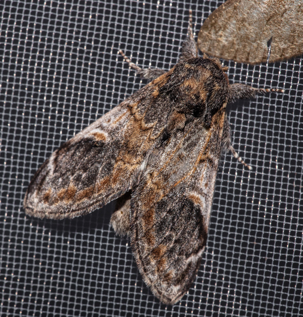Notodonta tritophus - tarajos púposszövő