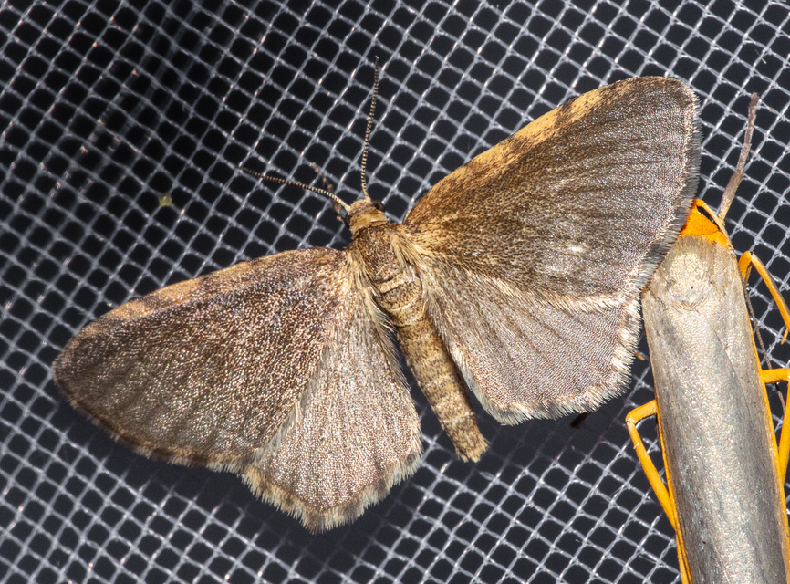 Euchoeca nebulata - barnás égeraraszoló