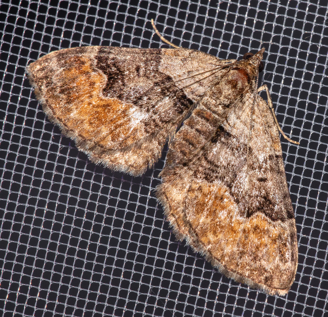 Xanthorhoe quadrifasiata - négysávos tarkaaraszoló