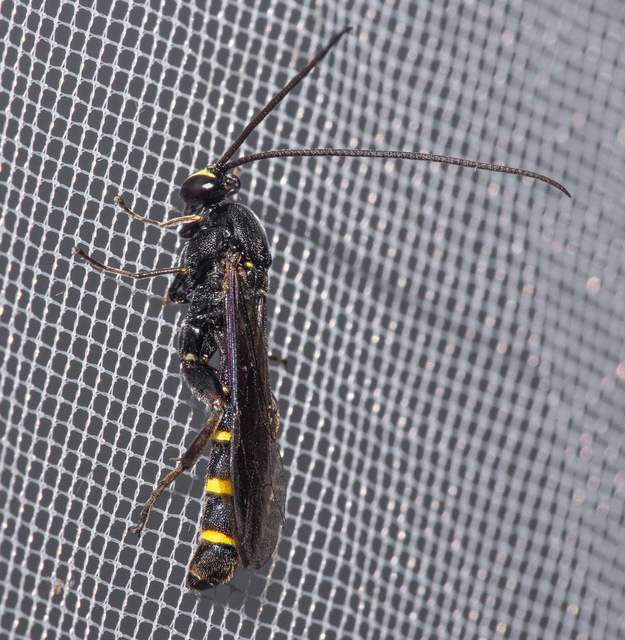 Hymenoptera - Hártyásszárnyúak