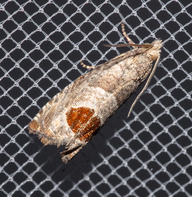 Notocelia uddmanniana - málnasodró tükrösmoly