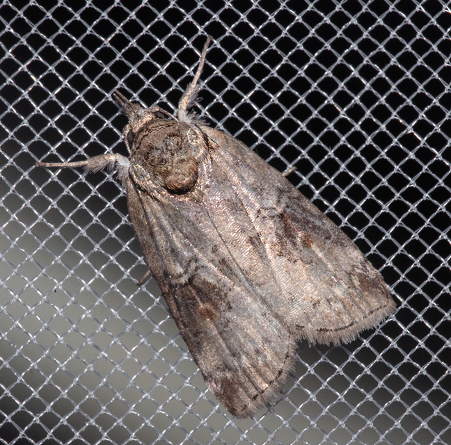 Nycteola asiatica - nyárfa-trapézbagoly