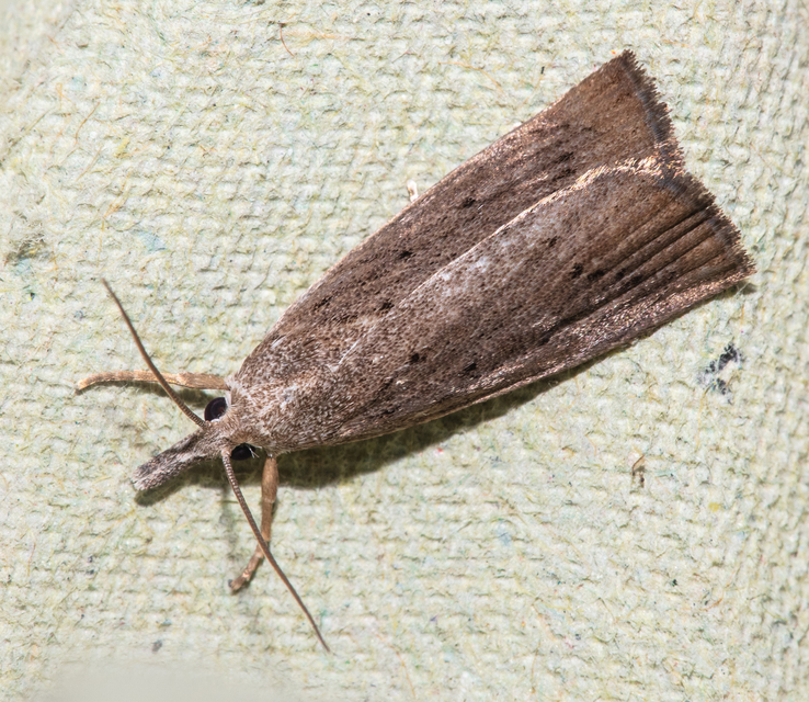 Calamotropha paludella - barna nádlevélmoly