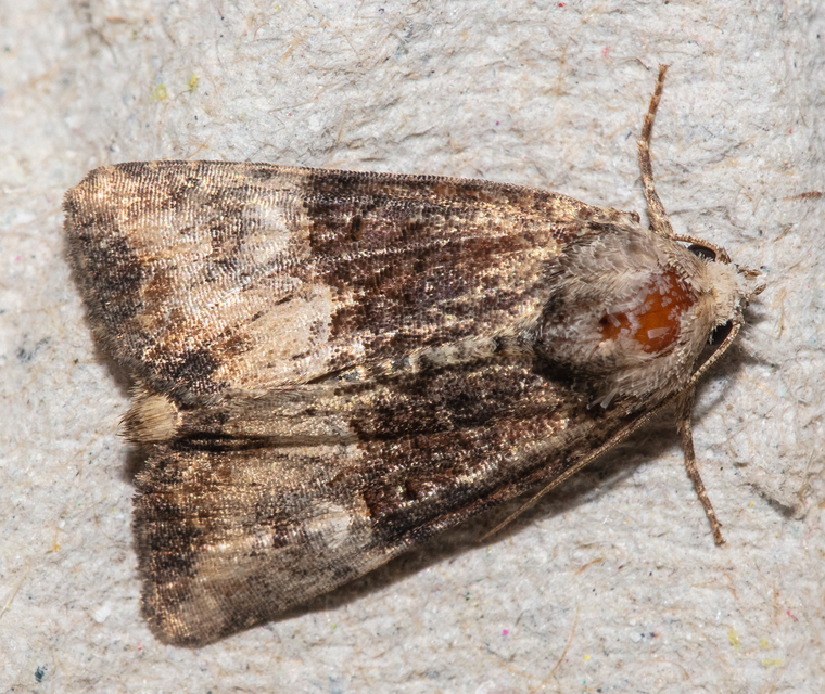 Mesoligia furuncula - kétszínű dudvabagoly