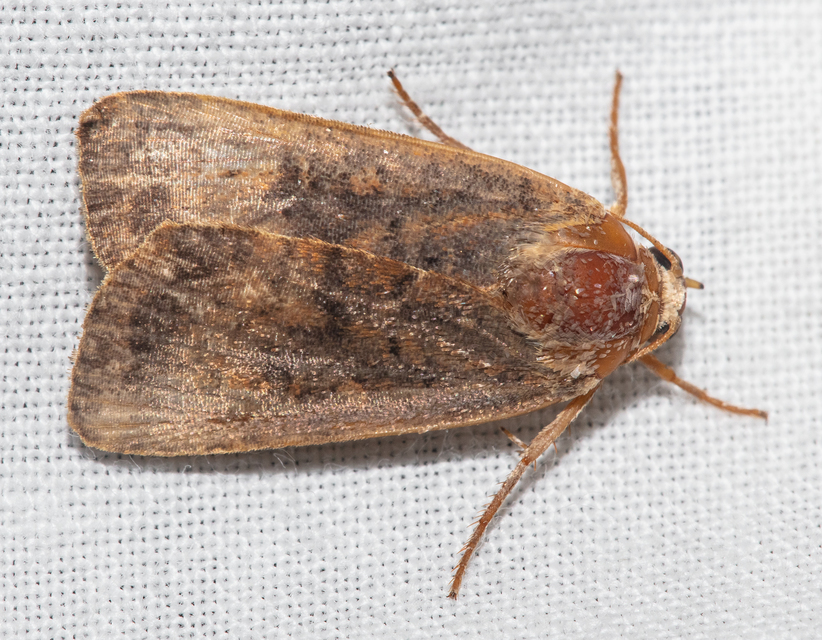 Noctua interjecta - zömök sárgafűbagoly