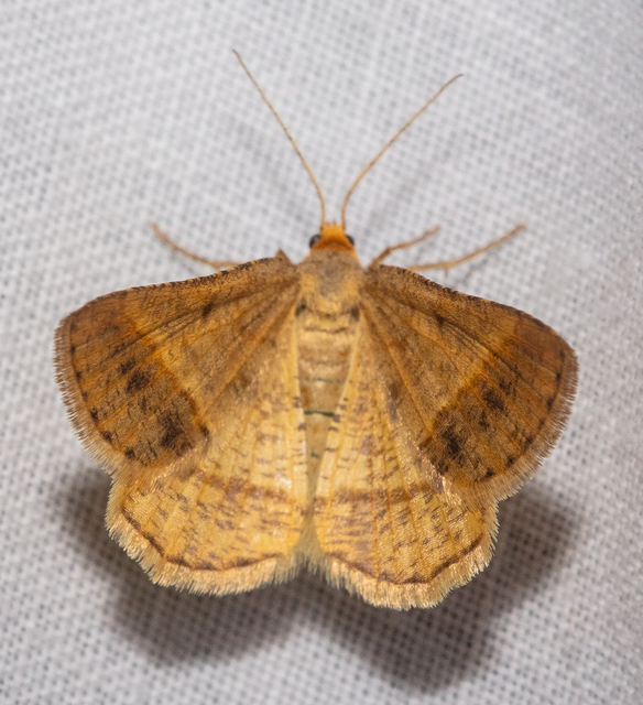 Tephrina arenacearia - lucerna-araszoló