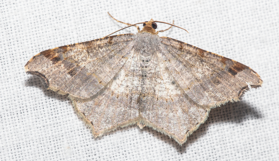 Macaria alternata - közönséges szürkearaszoló