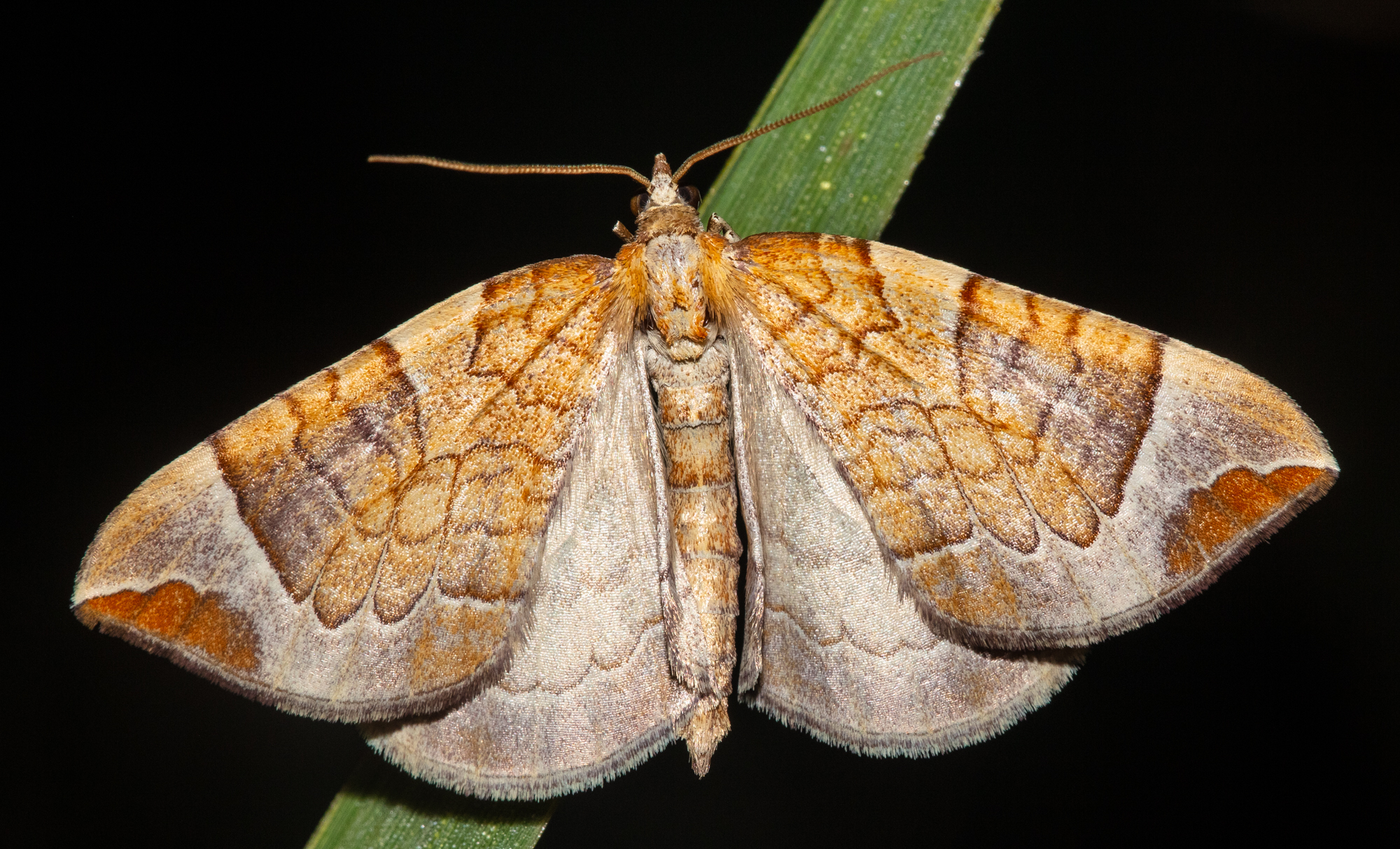 Eulithis testata - rezgőnyár-tarkaaraszoló