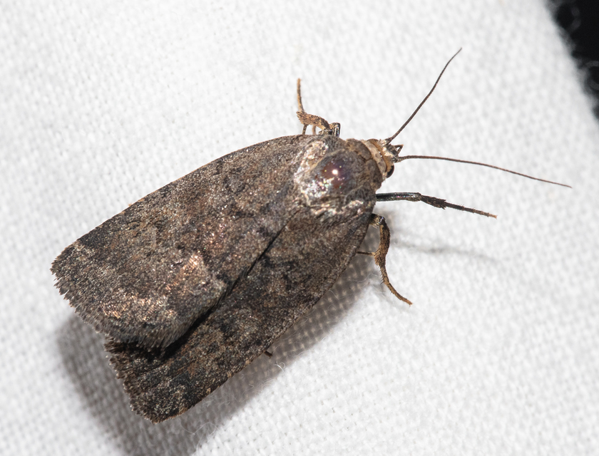 Acosmetia caliginosa - imolabagoly