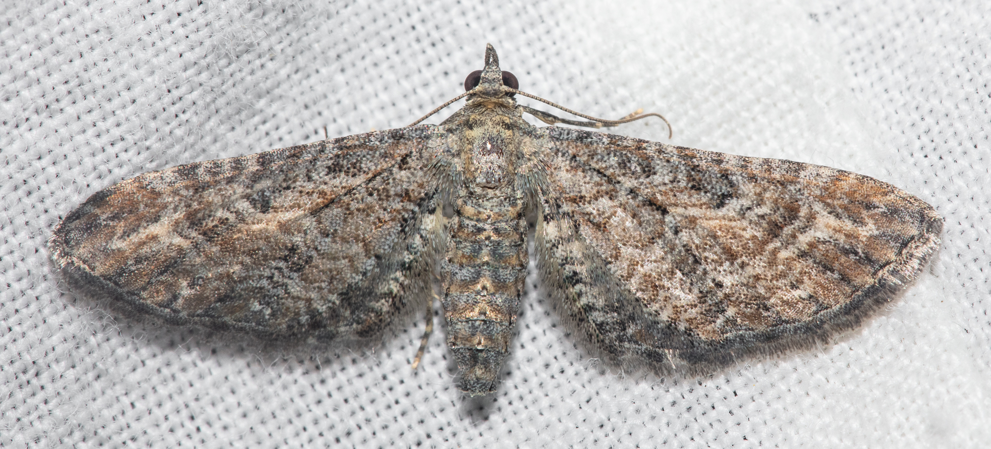 Eupithecia millefoliata - cickafark-törpearaszoló