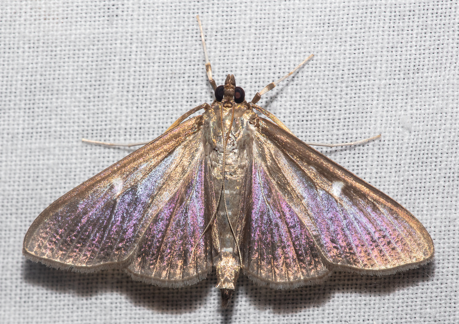 Cydalima perspectalis - puszpáng-tűzmoly