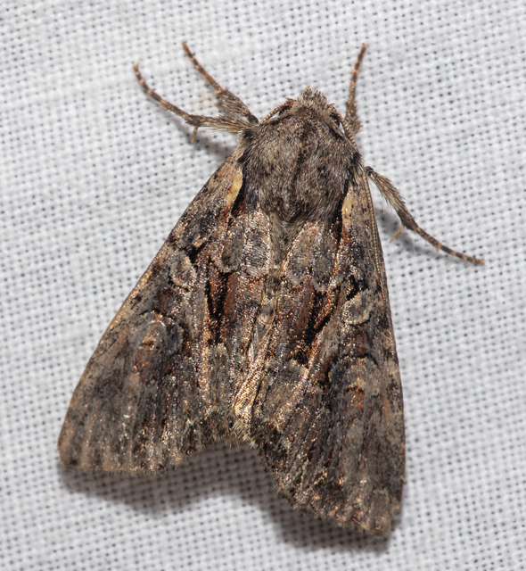 Lacanobia thalassina - borbolya-kertibagoly