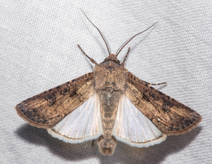 Agrotis segetum - vetési földibagoly