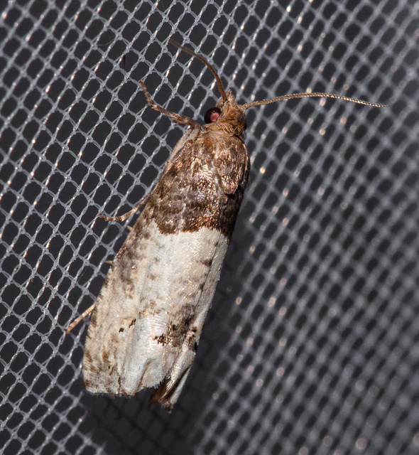 Notocelia roborana - rózsarügy-tükrösmoly