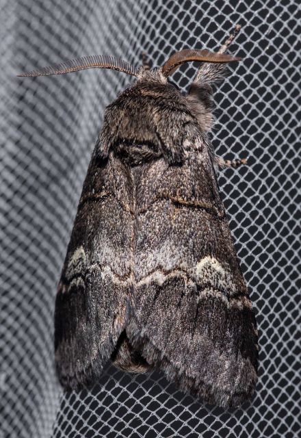 Drymonia querna - tölgyfa-púposszövő