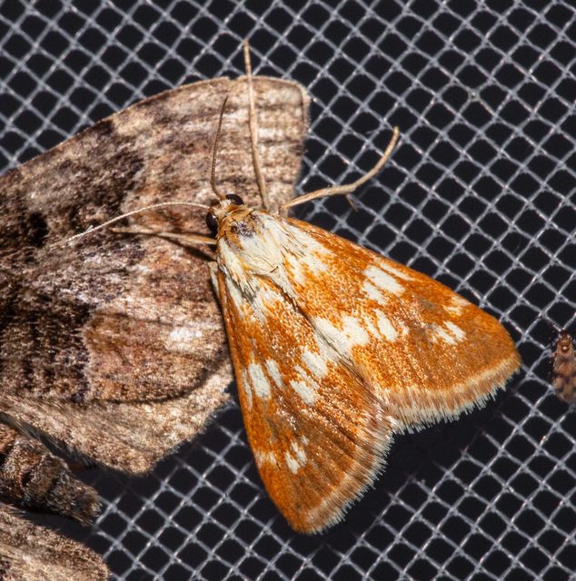 Epascestria pustulalis - atracélrágó tűzmoly