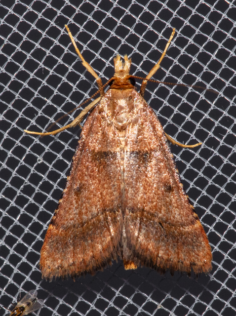 Stemmatophora brunnealis - barna fényilonca