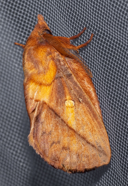 Euthrix potatoria - szomjas pohók
