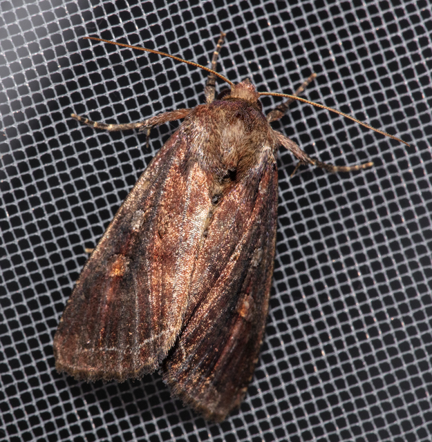 Lacanobia oleracea - saláta-kertibagoly