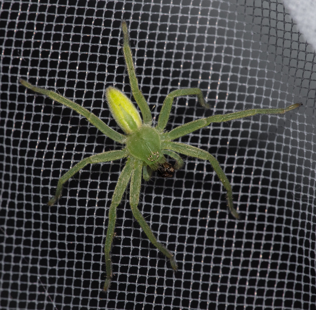 Micrommata virescens - hunyópók