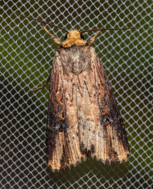 Axylia putris - vonalkás földibagoly