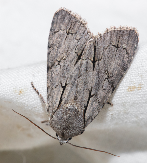 Acronicta cuspis/tridens/psi
