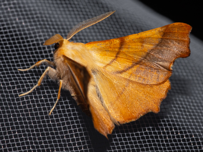 Ennomos fuscantaria - kőris-levélaraszoló
