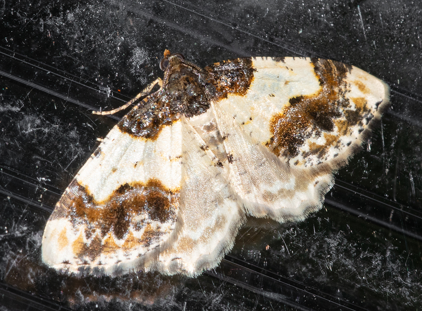 Ligdia adustata - barna levélaraszoló