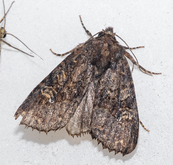 Mesapamea secalella/secalis