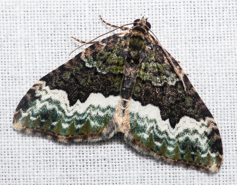 Euphyia biangulata - szegletes tarkaaraszoló