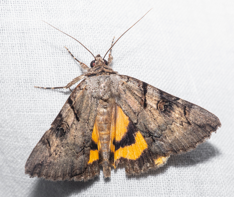 Catocala hymenaea - kökény-övesbagoly