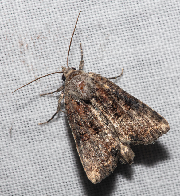 Mesoligia furuncula - kétszínű dudvabagoly
