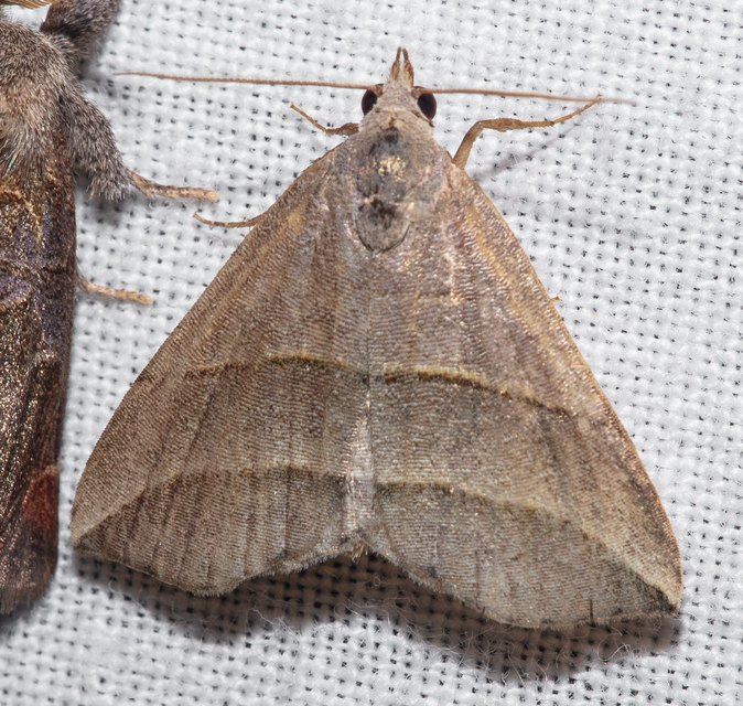 Colobochyla salicalis - háromsávos törpebagoly