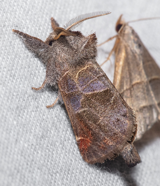 Clostera pigra - apró levélszövő