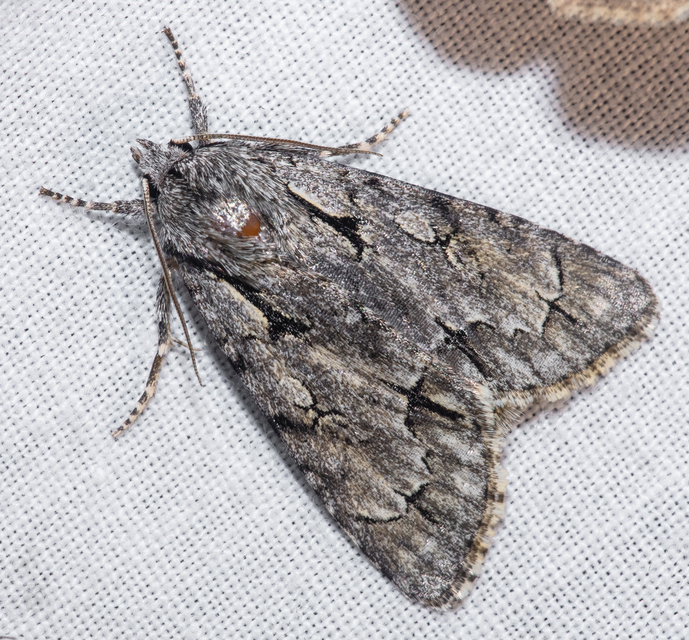 Acronicta cuspis/tridens/psi