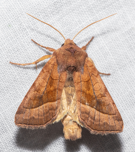 Hydraecia micacea - csillogó acsalapubagoly