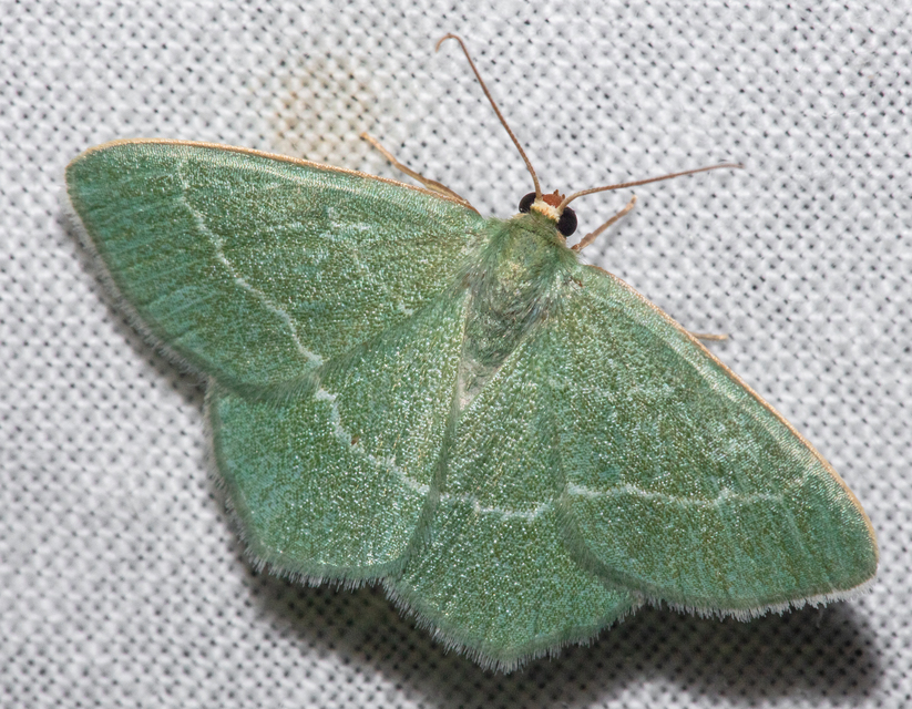 Chlorissa viridata - üdezöld araszoló