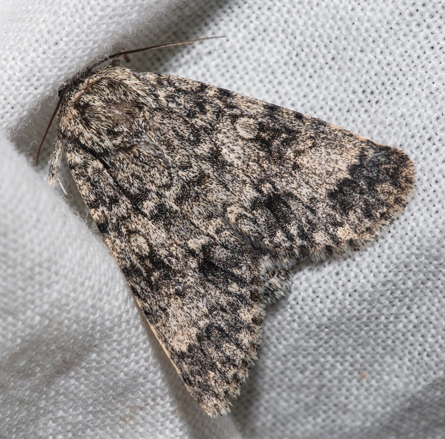 Acronicta megacephala - nagyfejű szigonyosbagoly